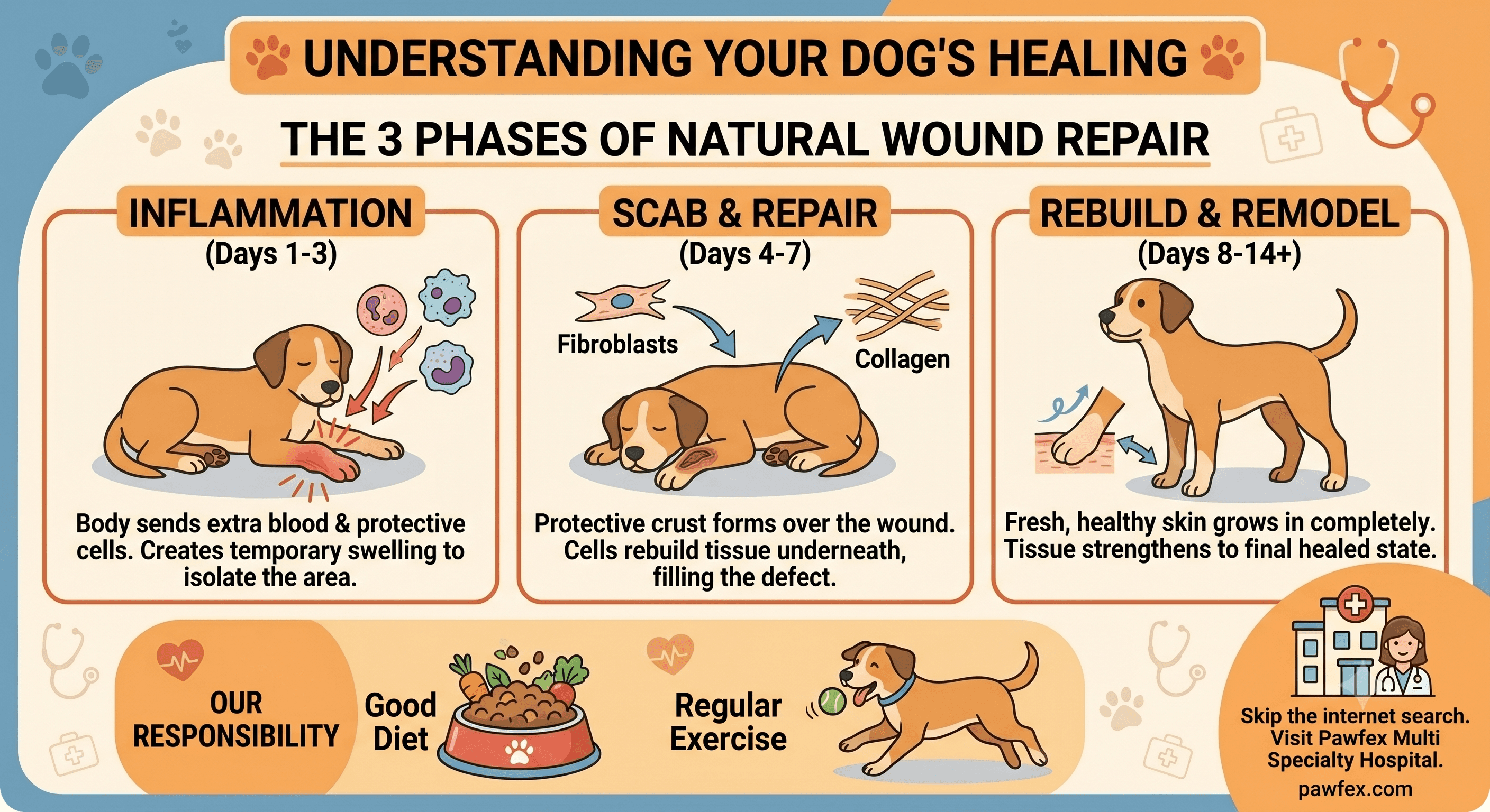 Understanding How Your Dog's Body Heals Naturally