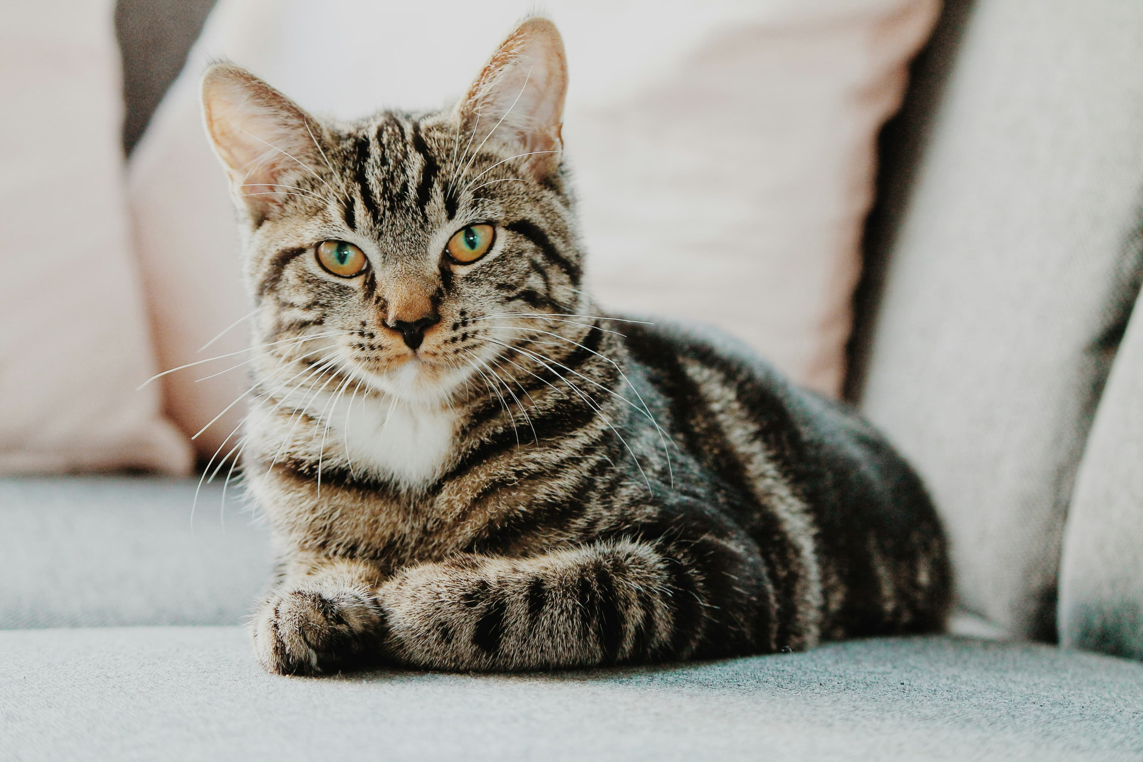 Monsoon Care: Protecting Your Pet