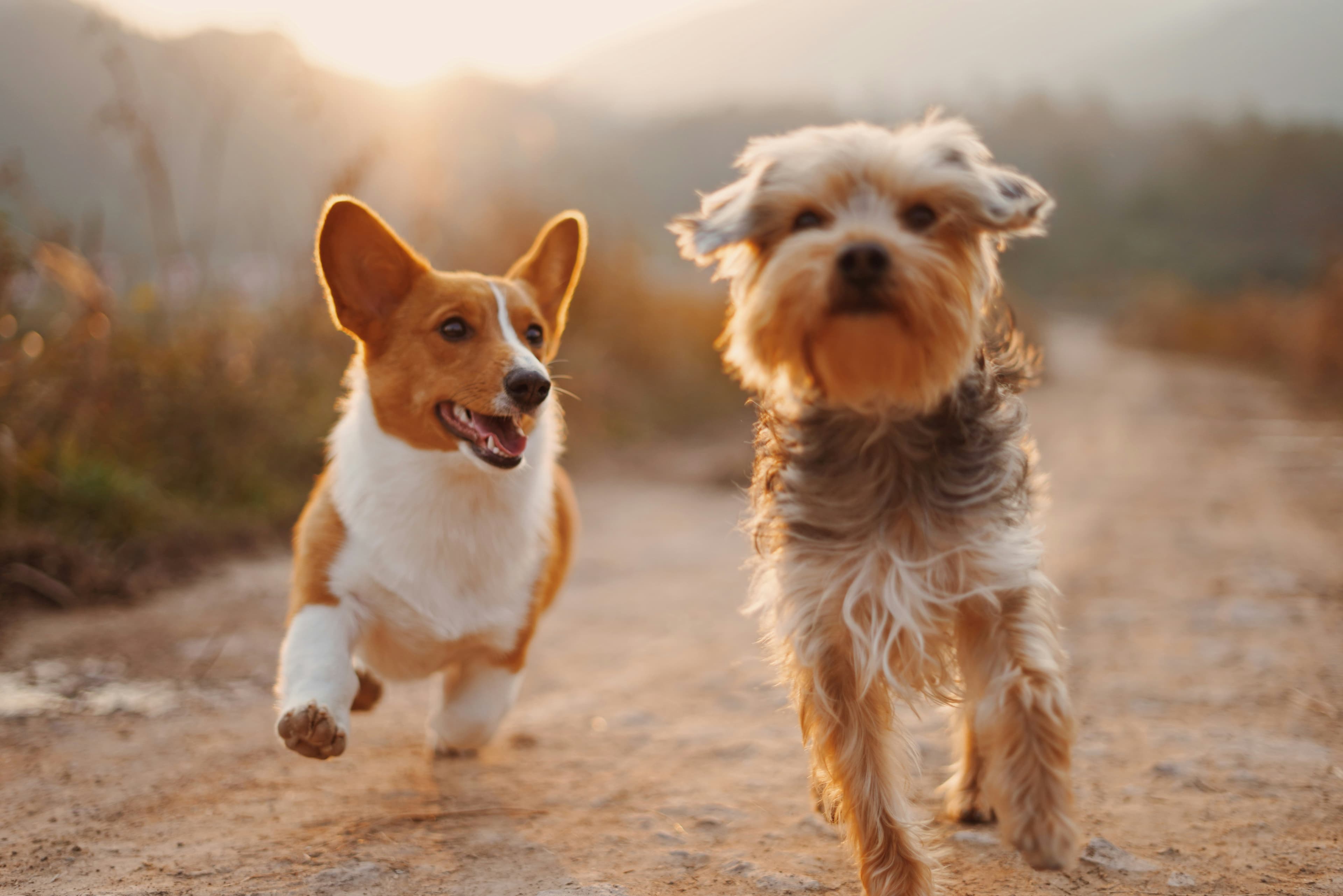 Understanding Vaccination Schedules for Puppies